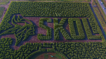 Corn Maze