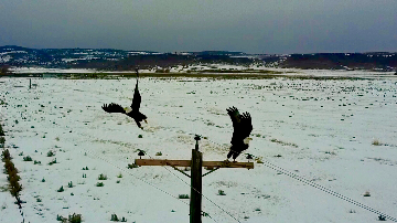 Two Bald Eagles on a power pole.