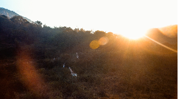 Giraffes catching the early morning light Giraffes catching the early morning light