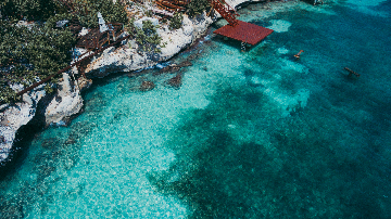 My backyard