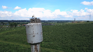 Stork nest