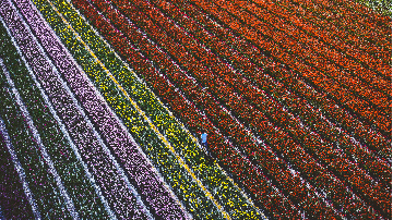 Tulip fields in The Netherlands! Tulip fields in The Netherlands!