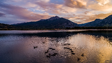 Duck On Dillon Reservoir 