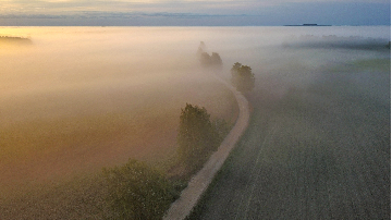 Morning fog