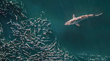 shark fish marinelife beach