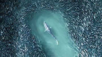 shark hamptonsdrone topdown marinelife fish ocean beach