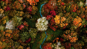 foliage trees autumn Fall hamptons
