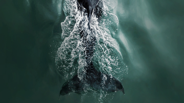 Diving