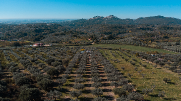Olives line